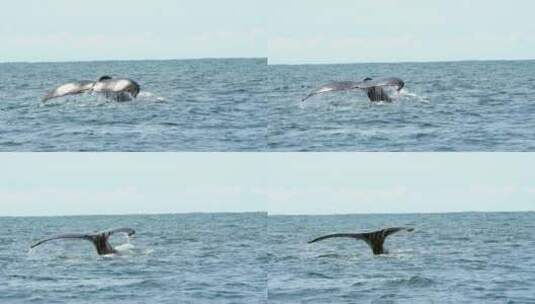 大海里的蓝鲸高清在线视频素材下载