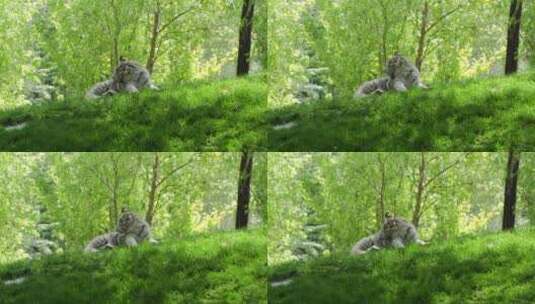 小白虎孟加拉虎在草地上舔毛高清在线视频素材下载