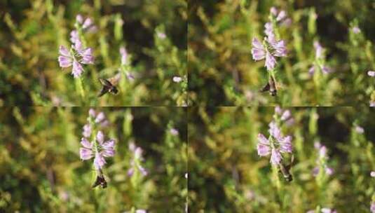 蜂鸟鹰蛾在花周围采花蜜高清在线视频素材下载