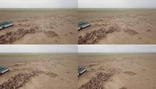 新疆航拍骆驼群高清在线视频素材下载