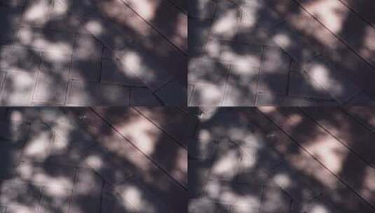 光影树木斑驳树影阳光高清在线视频素材下载