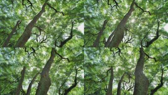 夏天阳光香樟树大树荫树林高清在线视频素材下载