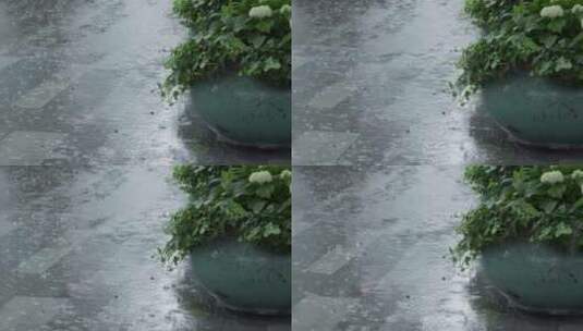 下大雨天放在空地上的一盆绿植高清在线视频素材下载