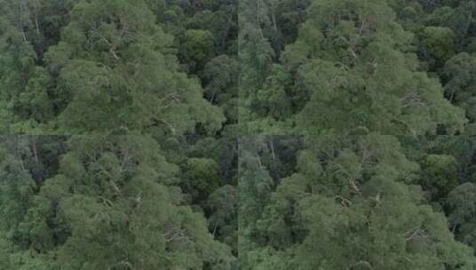航拍 树冠 大片森林高清在线视频素材下载