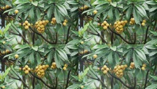 结满黄色成熟果子的枇杷树高清在线视频素材下载