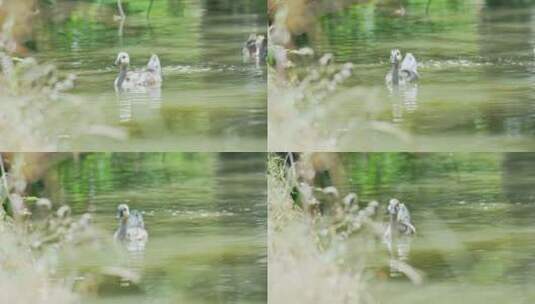 农村散养鸭子水鸭三穗鸭鸭戏水高清在线视频素材下载