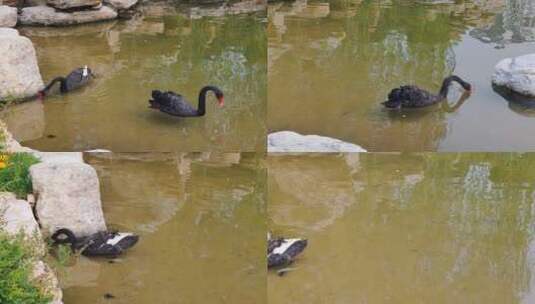 假山旁边池塘中的两只戏水的黑天鹅高清在线视频素材下载
