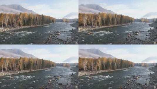 新疆秋景喀纳斯禾木河流航拍高清在线视频素材下载
