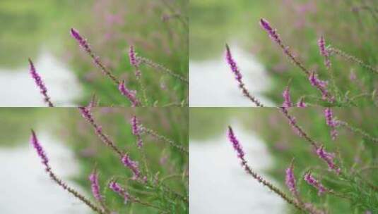 4K花草植物素材——千屈菜高清在线视频素材下载