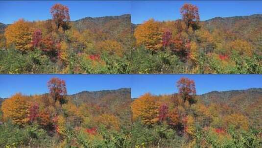 美丽的秋天景色高清在线视频素材下载