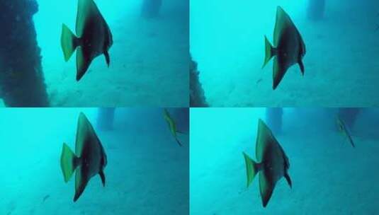 海底鱼  热带鱼 跟拍高清在线视频素材下载