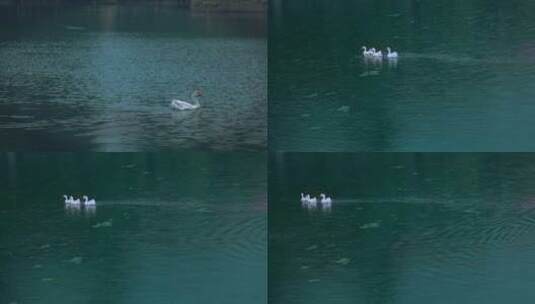雨中在湖里游泳的鹅高清在线视频素材下载