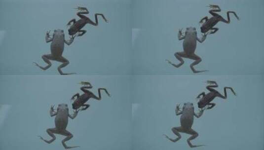 俯视青蛙蛤蟆两栖动物标本模型高清在线视频素材下载