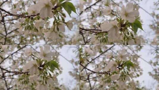 春日枝头圣洁的白色樱花高清在线视频素材下载