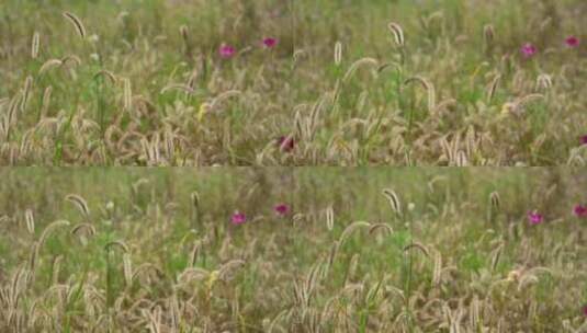 高清4k狼尾草花风吹麦浪秋天农业植物田园高清在线视频素材下载