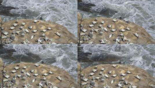 岩石上的塘鹅鸟特写高清在线视频素材下载