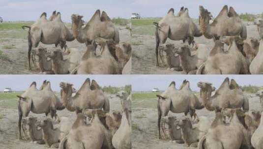 新疆乌拉古湖骆驼落日4k高清在线视频素材下载