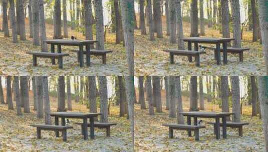 秋天喜鹊在木桌木椅满是落叶的地面行走高清在线视频素材下载