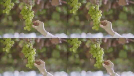 从丰产的葡萄串上摘取一颗葡萄高清在线视频素材下载