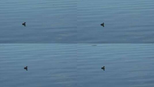 傍晚湖水中的鸭子视频素材高清在线视频素材下载