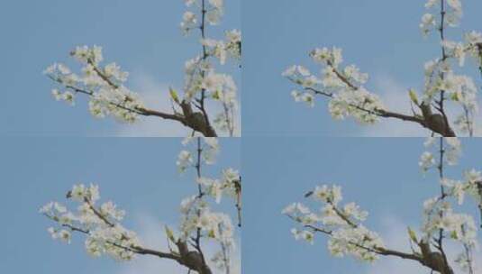 春天蜜蜂在李花上采蜜高清在线视频素材下载