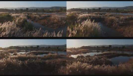 河边芦苇草视频云南德宏瑞丽江边金色夕阳高清在线视频素材下载