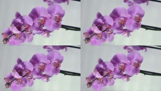盛开的蝴蝶兰花朵 (2)高清在线视频素材下载