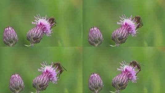 紫色花朵上的蜜蜂高清在线视频素材下载