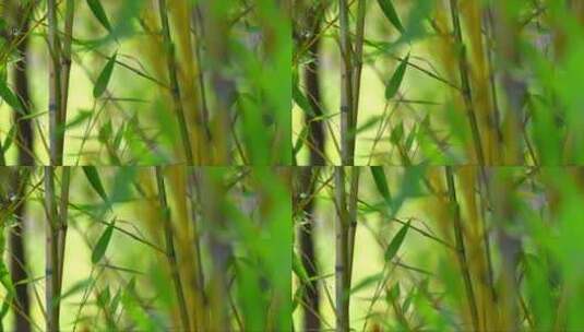 竹子在风中摇曳高清在线视频素材下载