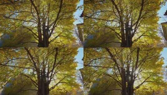 阳光透过银杏树照射下来高清在线视频素材下载