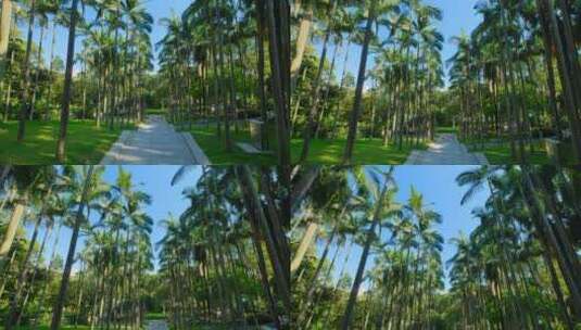 棕榈树 热带植物园 假槟榔树 树林高清在线视频素材下载