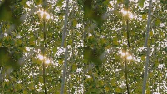 4K升格实拍阳光穿过秋季的杨树林高清在线视频素材下载