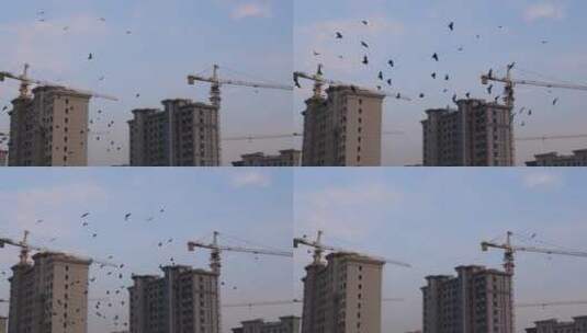 城市里的鸟群高清在线视频素材下载