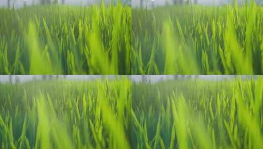 夏天绿色唯美的秧苗高清在线视频素材下载