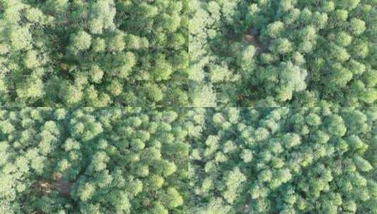 树林航拍森林自然环境绿色林地山林桉树松树高清在线视频素材下载