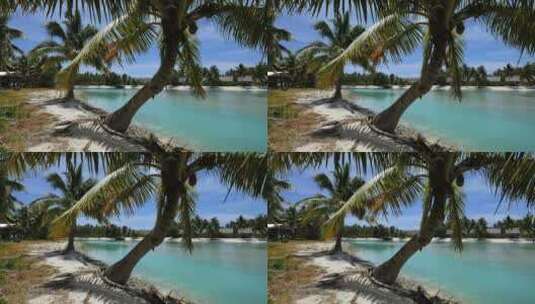 海边的弯曲棕榈树高清在线视频素材下载