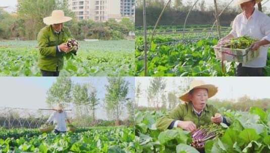 湖北红菜苔高清在线视频素材下载