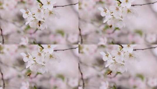 樱花（蜜蜂）-02高清在线视频素材下载
