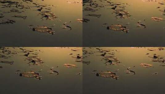 夕阳下的湖面  冰水相融  残荷落日高清在线视频素材下载