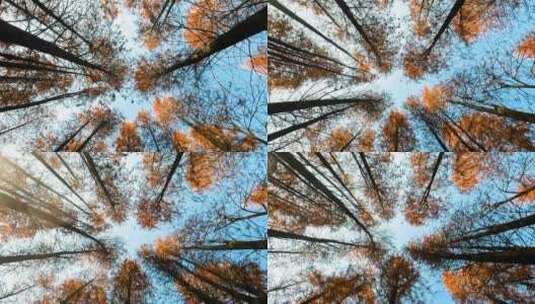 深冬仰拍水杉之美高清在线视频素材下载