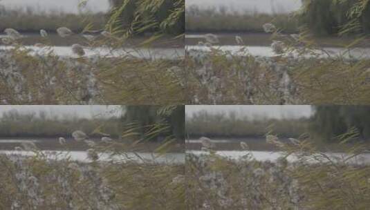 芦苇 风中摇摆的芦苇高清在线视频素材下载