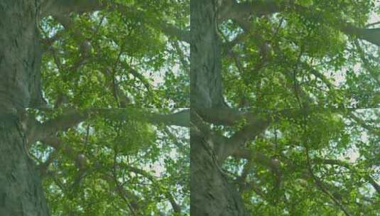 唯美绿树蓝天空镜高清在线视频素材下载