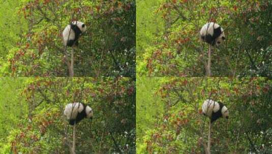 可爱的国宝大熊猫爬树高清在线视频素材下载