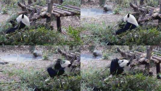 国宝 动作园 熊猫基地高清在线视频素材下载