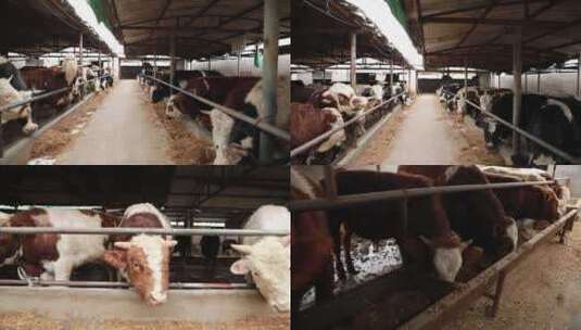 牛 黄牛养殖 畜牧业养牛厂牛圈肉牛养牛厂高清在线视频素材下载