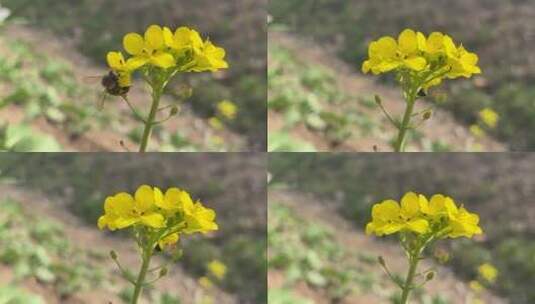 春天油菜花上的蜜蜂高清在线视频素材下载