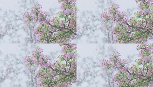 樱花盛开高清在线视频素材下载