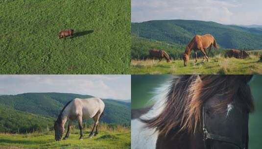 马在地上吃草 马吃草 草原生态高清在线视频素材下载