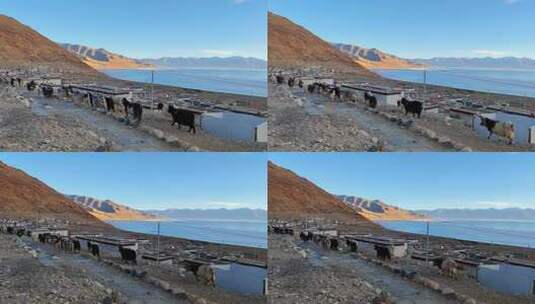 航拍西藏当惹雍措湖畔文布南村行走的羊群高清在线视频素材下载