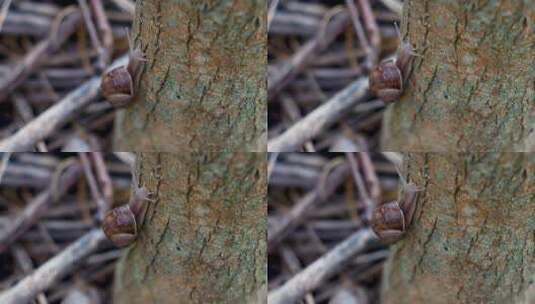 蜗牛在树上爬行高清在线视频素材下载